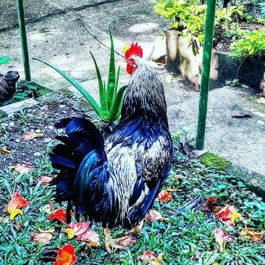 Duck House Hotel La Vega  Bagian luar foto